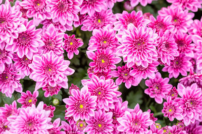 Close-up of pink flowering plants