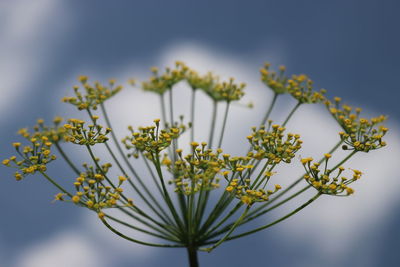 Close-up of flowering plant against sky