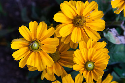 Close-up of yellow flowering plant