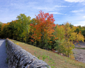 Trees by plants against sky during autumn