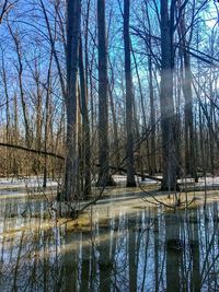 Bare trees in lake during winter