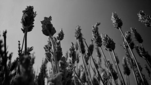 Close-up low angle view of stalks against clear sky