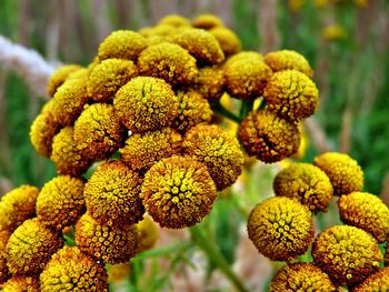 Close up of yellow flower