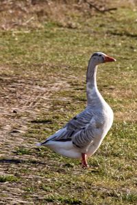 Side view of bird on field