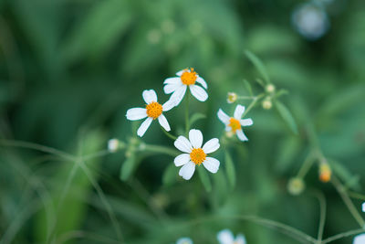 Close-up of white flowering plant