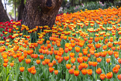 Close-up of orange tulips