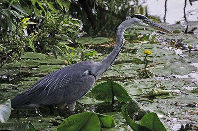High angle view of gray heron perching on plant
