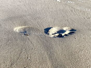 High angle view of insect on sand