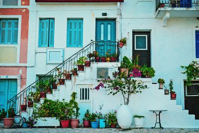 Potted plants arranged on staircase of building