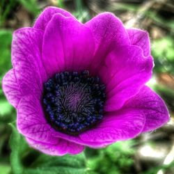 Close-up of pink flower blooming
