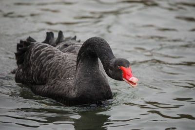 Close-up of black swan swimming in lake