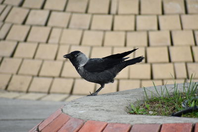 Bird perching on wall