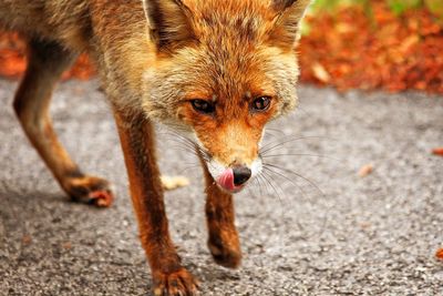 Close-up of fox walking on street