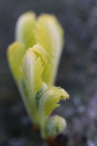 Close-up of yellow flower bud