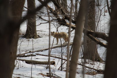 View of an animal on snow covered land