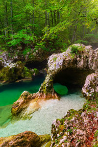 Scenic view of stream flowing through rocks in forest