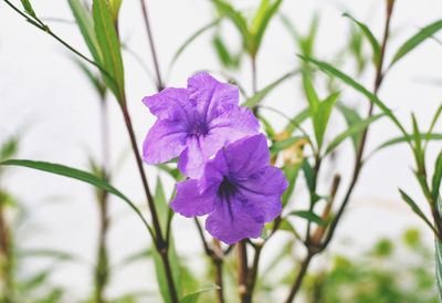 Close-up of purple flowering plant