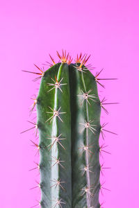 Close-up of cactus plant