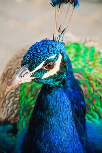 Close-up portrait of peacock