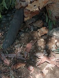 High angle view of dry leaves on field