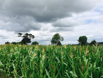 Scenic view of field against cloudy sky