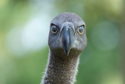 Close-up portrait of owl