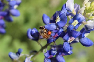 Close-up of bee pollinating on purple flower