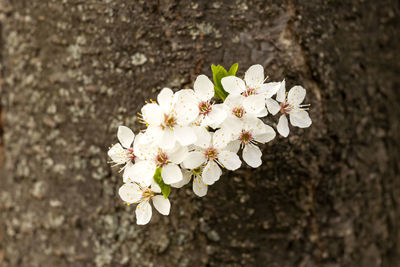 Close-up of white cherry blossoms in spring