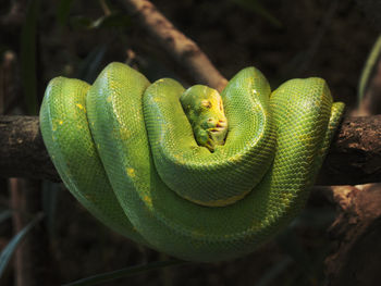 Close up of green plant