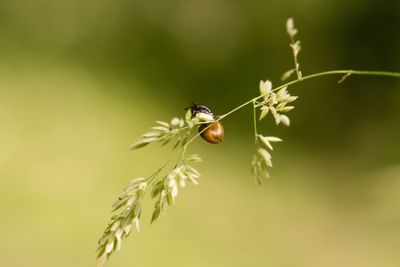 Close-up of snail on plant