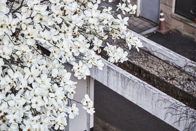 Close-up of white flowering plant