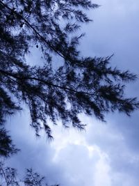 Low angle view of tree against sky