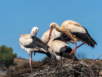 Low angle view of birds in nest against sky