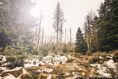 Trees in forest against sky