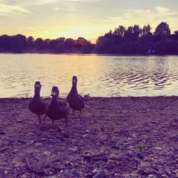 Swans on lake against sky during sunset