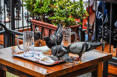 View of birds on table at yard