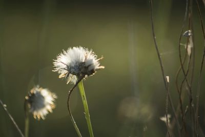 Close-up of white dandelion