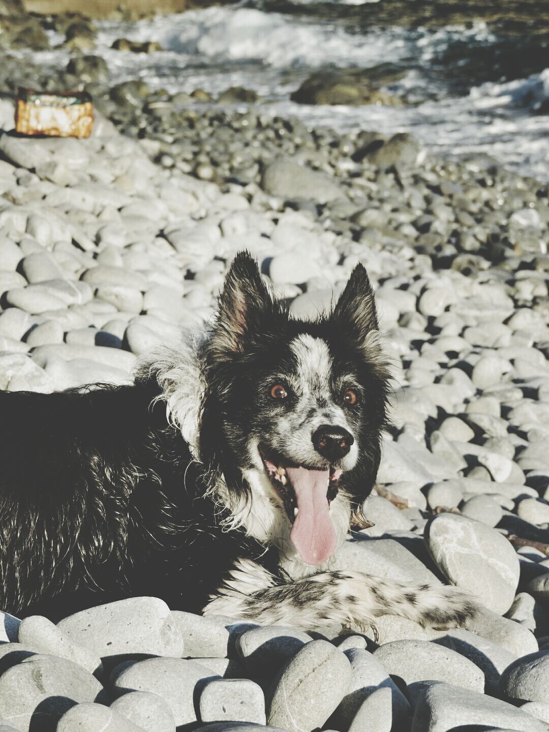 Border Collie