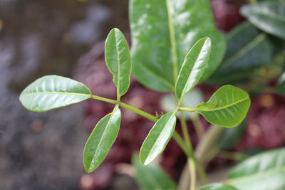 Close-up of green leaves