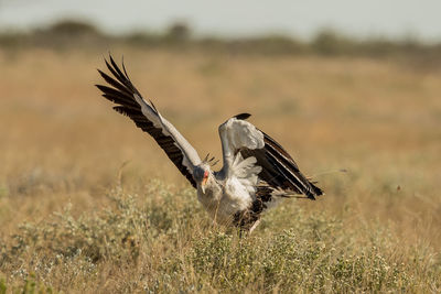 Bird flying in a field