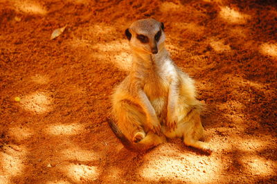 Close-up of meerkat