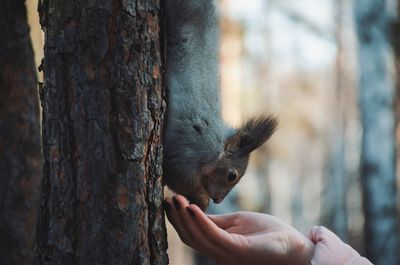 Close-up of squirrel on tree trunk