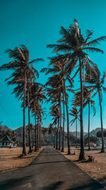Palm trees against clear sky