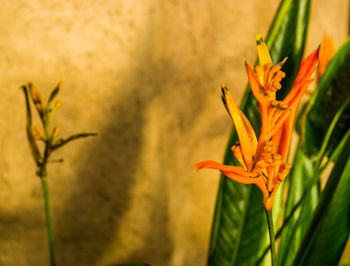 Close-up of orange flowering plant