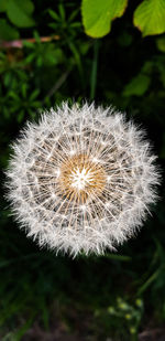 Close-up of dandelion flower