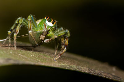 Green jumping spider with mosquito as a food.