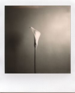 Close-up of white flower against wall