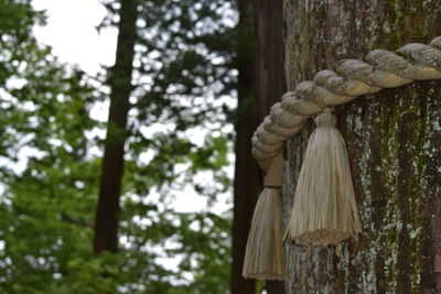 Close-up of rope tied to tree trunk