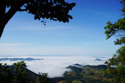 Low angle view of trees on mountain against sky