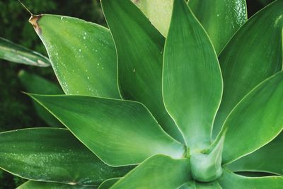 Close-up of succulent plant leaves